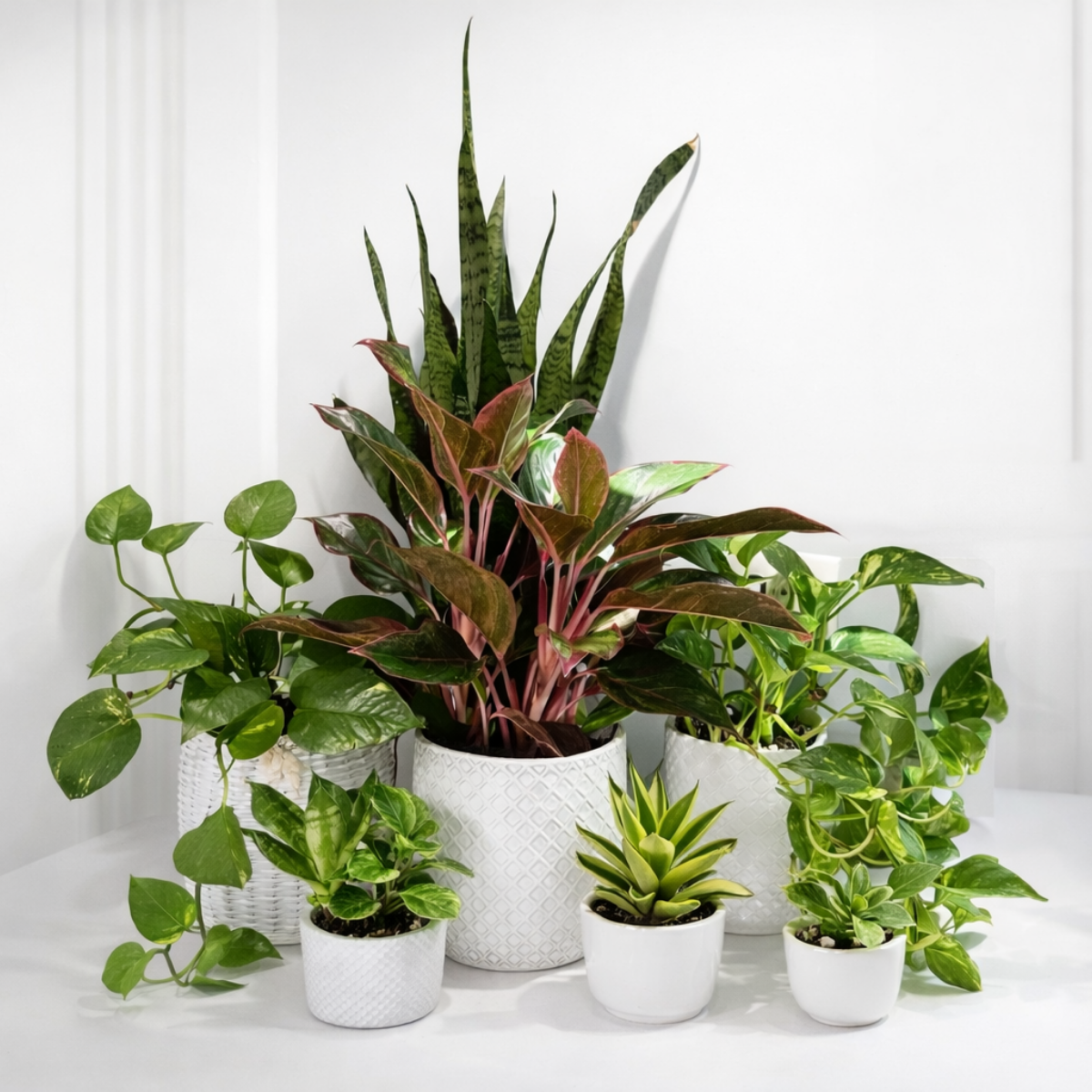 Easy-Care Favorites