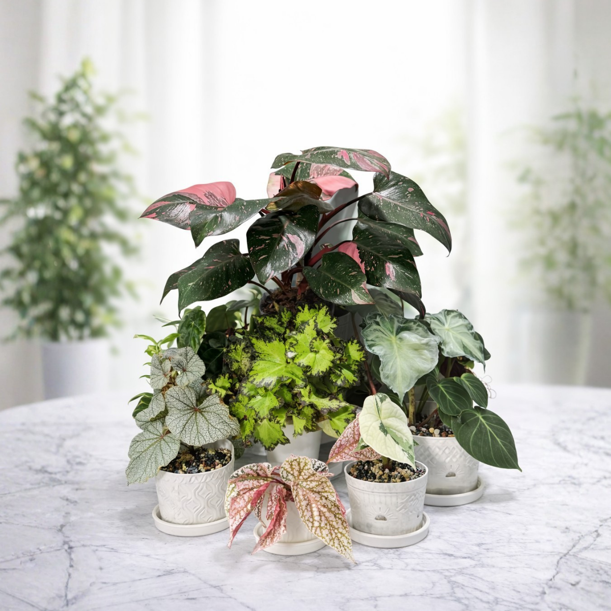 Rare & Collector’s Plants