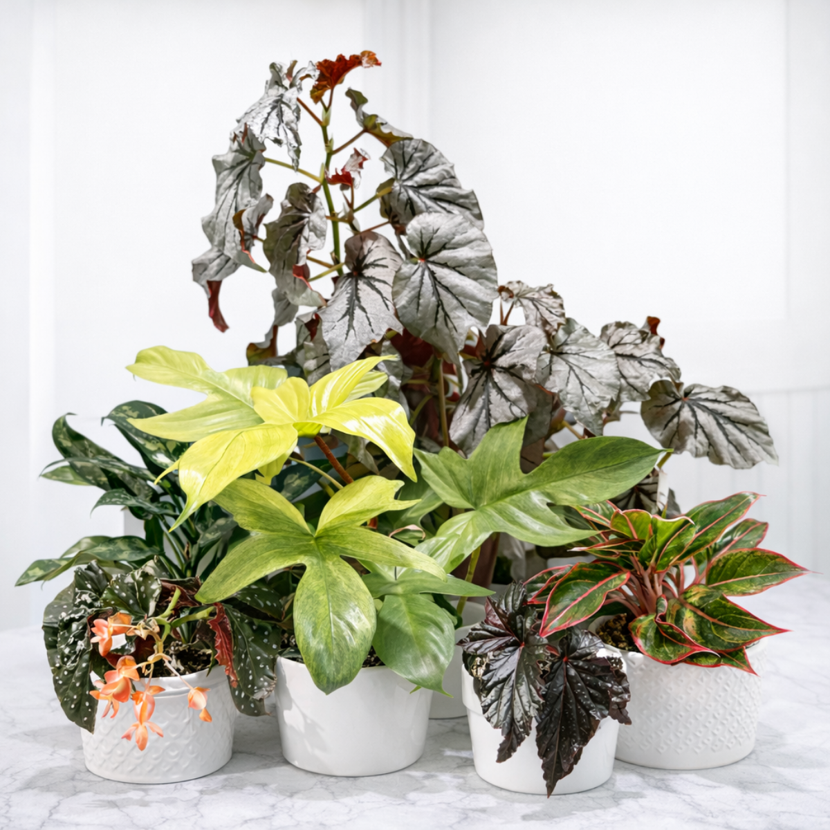 Air-Purifying Plants
