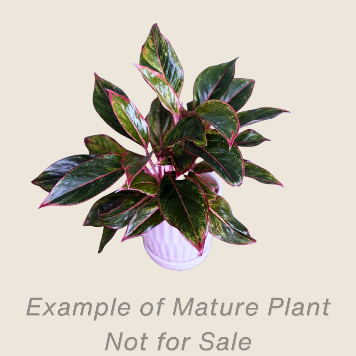 Aglaonema Siam - mature plant