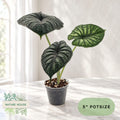 Alocasia Dragon Scale in a 5 inch pot, Nature House