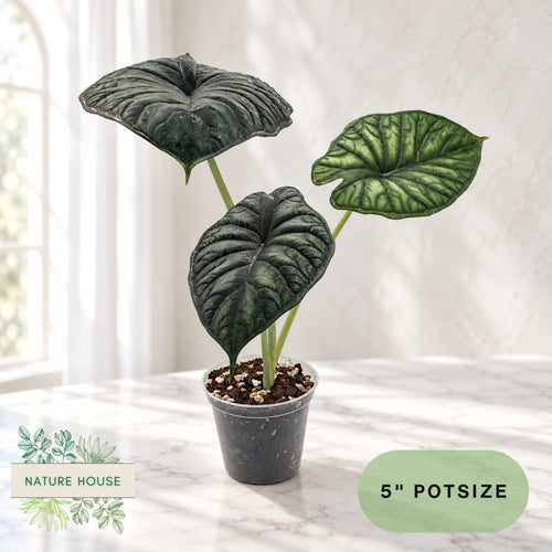 Alocasia Dragon Scale in a 5 inch pot, Nature House