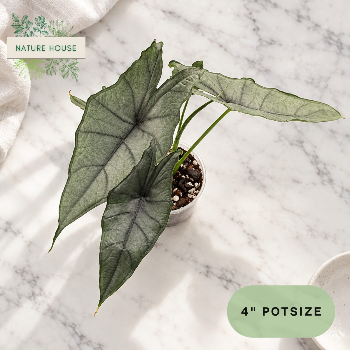 Alocasia Dragons Breath in a 4 inch pot, Nature House