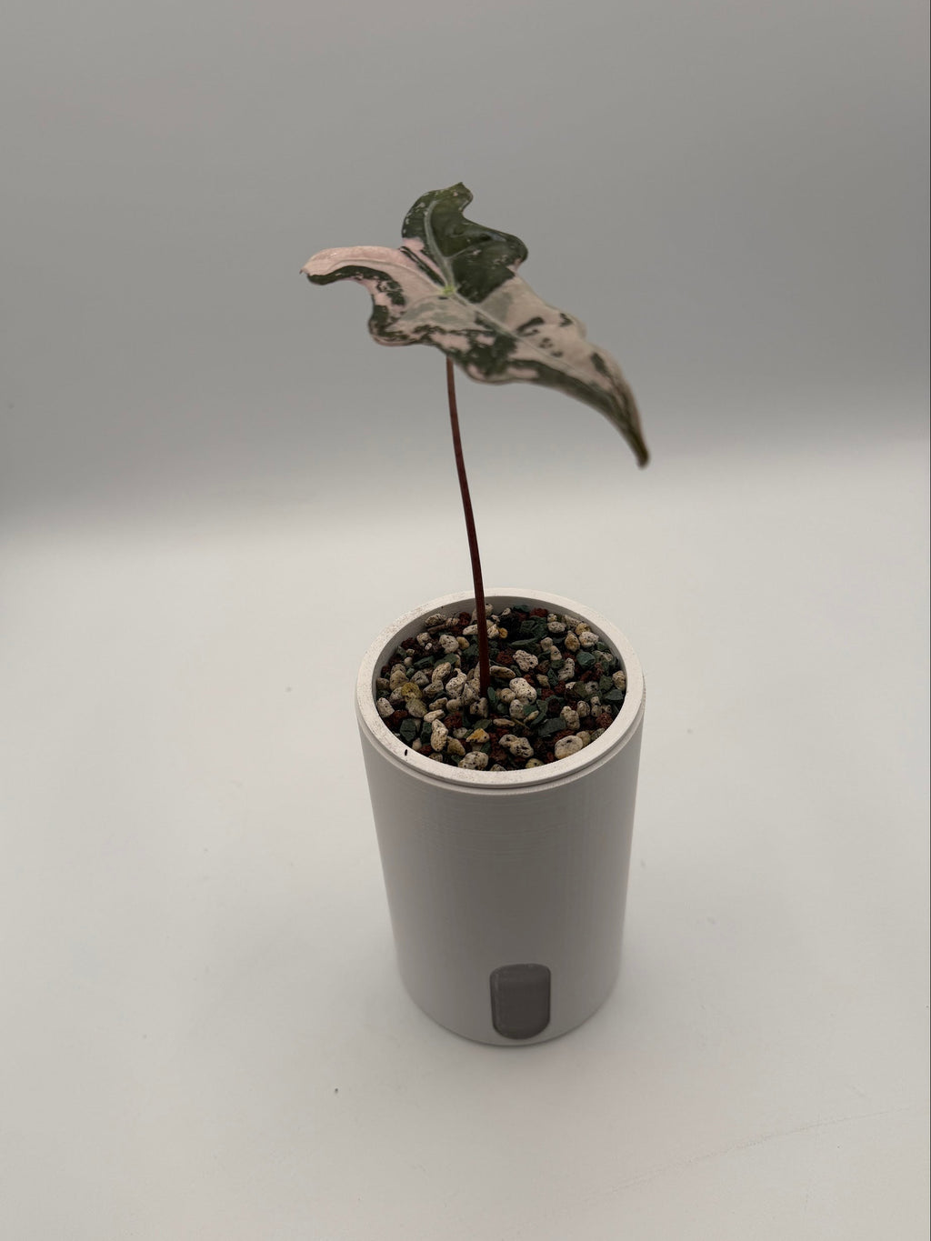 Alocasia Pink Nobilis pup, front view