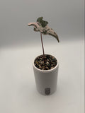 Alocasia Pink Nobilis pup, front view