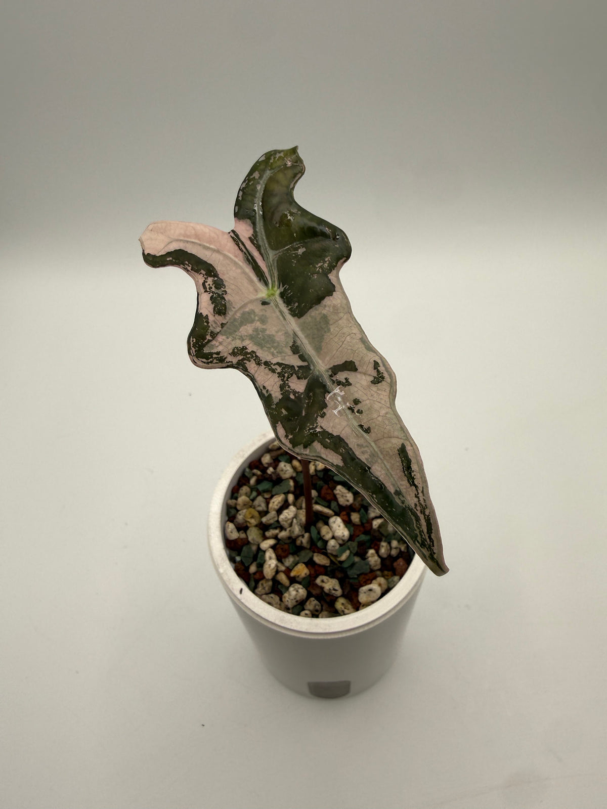 Alocasia Pink Nobilis pup, top view