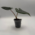 Alocasia Scalprum 3 inch pot, front view