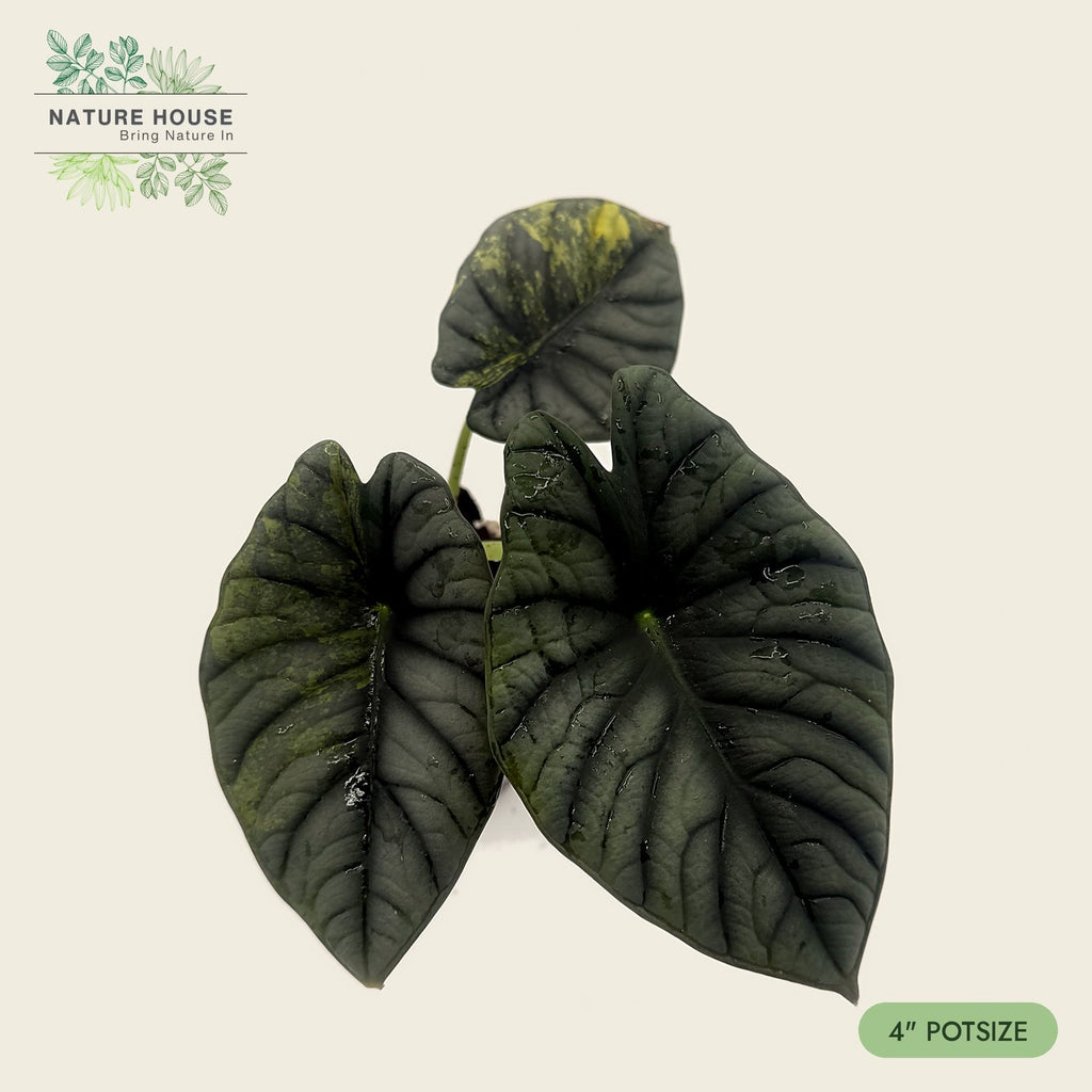 Alocasia Silver Aurea leaves with gold variegation, 4 inch pot