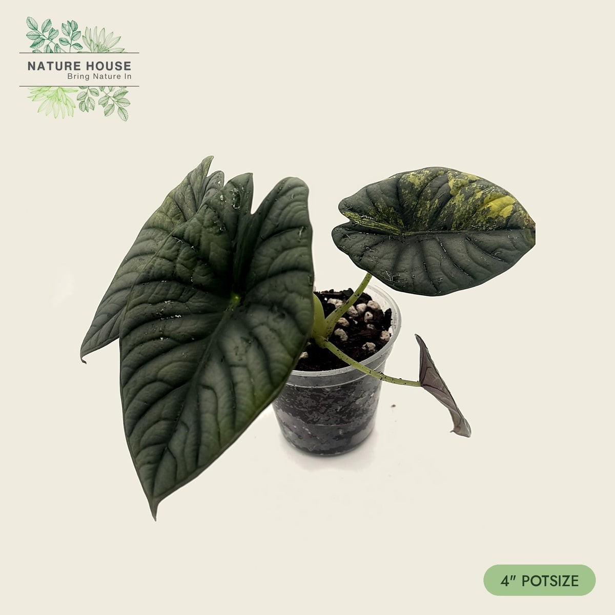 Alocasia Silver Aurea in a 4 inch pot, silver-green leaves with gold variegation