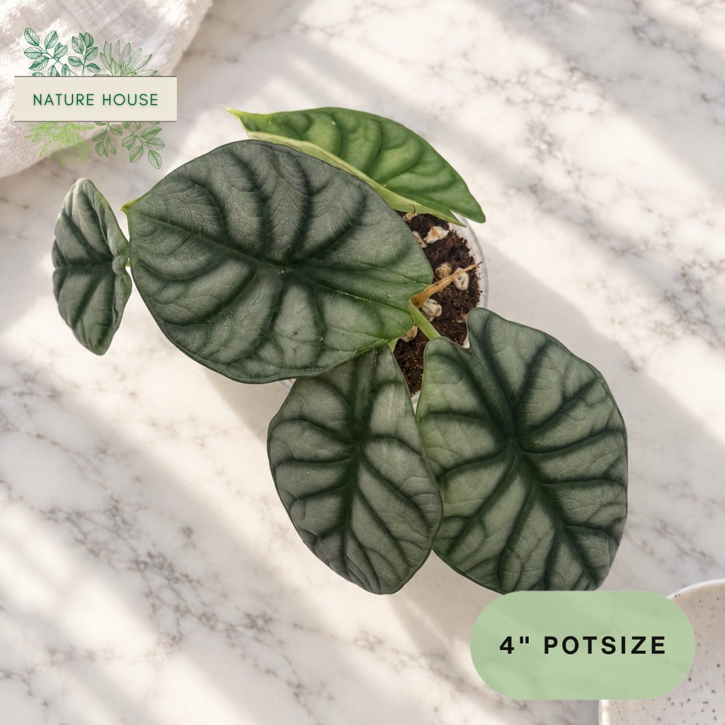 Alocasia Silver Dragon in a 4 inch pot, Nature House