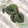 Alocasia Silver Dragon in a 4 inch pot, Nature House