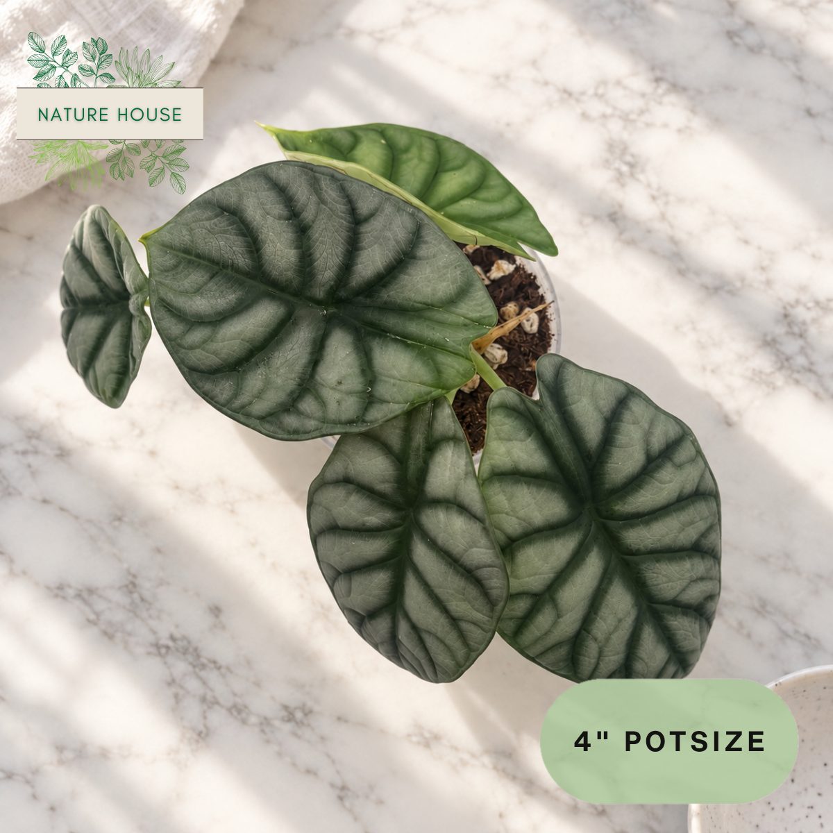Alocasia Silver Dragon in a 4 inch pot, Nature House