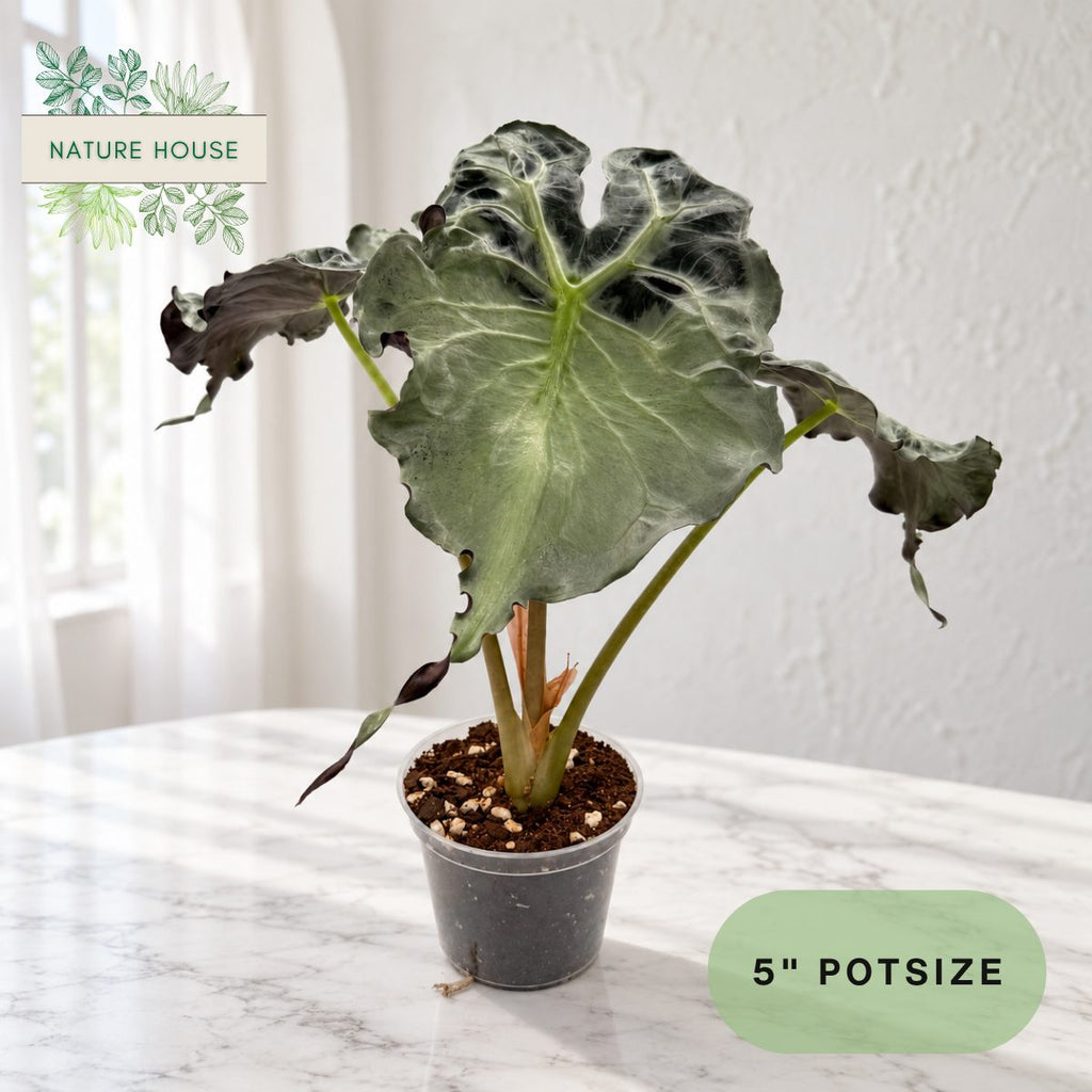 Alocasia Venom in a 5 inch pot, Nature House