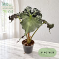 Alocasia Venom in a 5 inch pot, Nature House