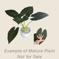 Alocasia Regal Shields - mature plant