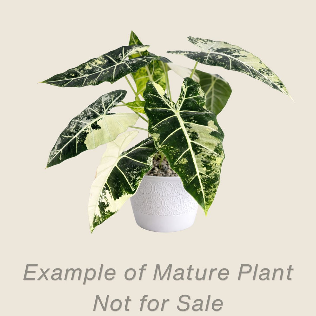 Alocasia Frydek Variegated - 4 inch pot - front view