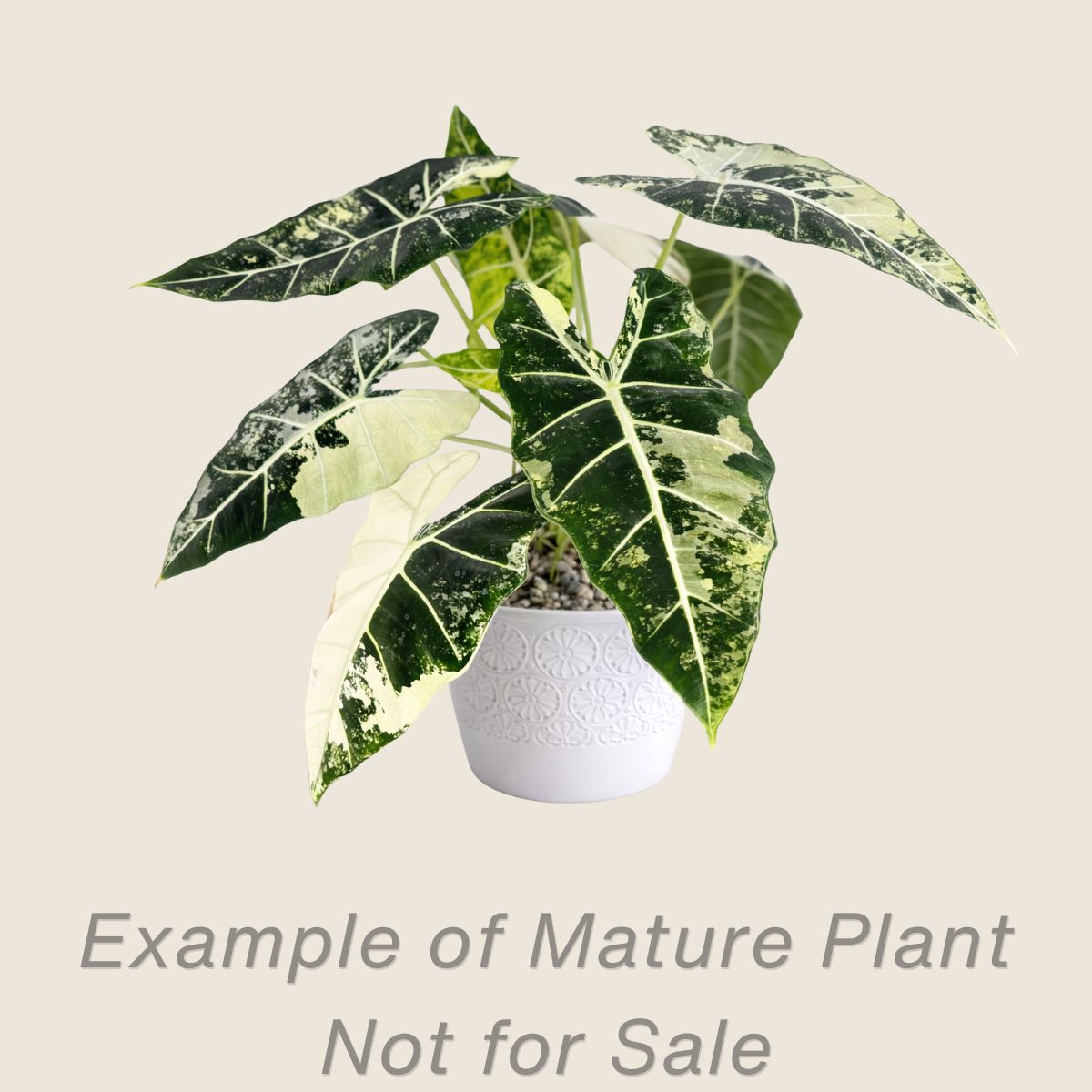 Alocasia Frydek Variegated - 4 inch pot - front view