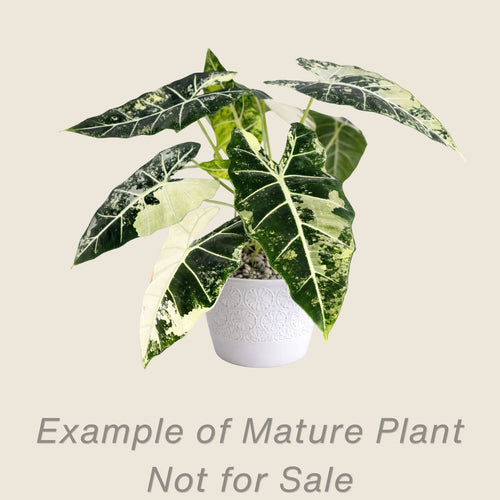 Alocasia Frydek Variegated - 4 inch pot - front view