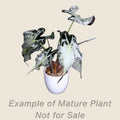 Alocasia Venom - mature plant