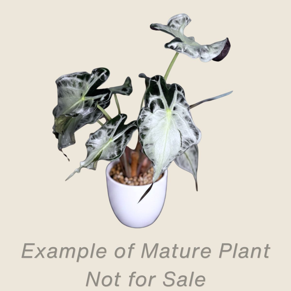 Alocasia Venom - mature plant