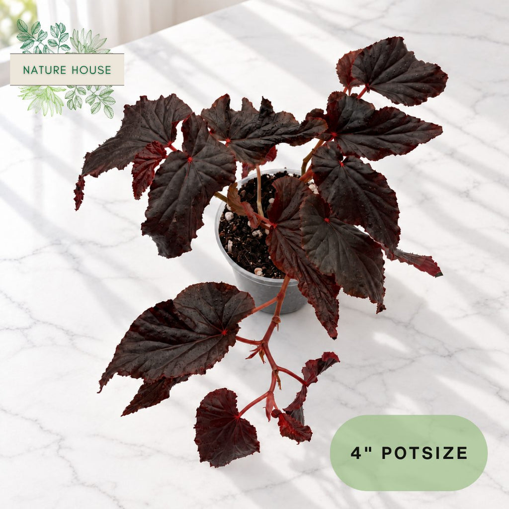 Begonia Black Magic in a 4 inch pot, Nature House