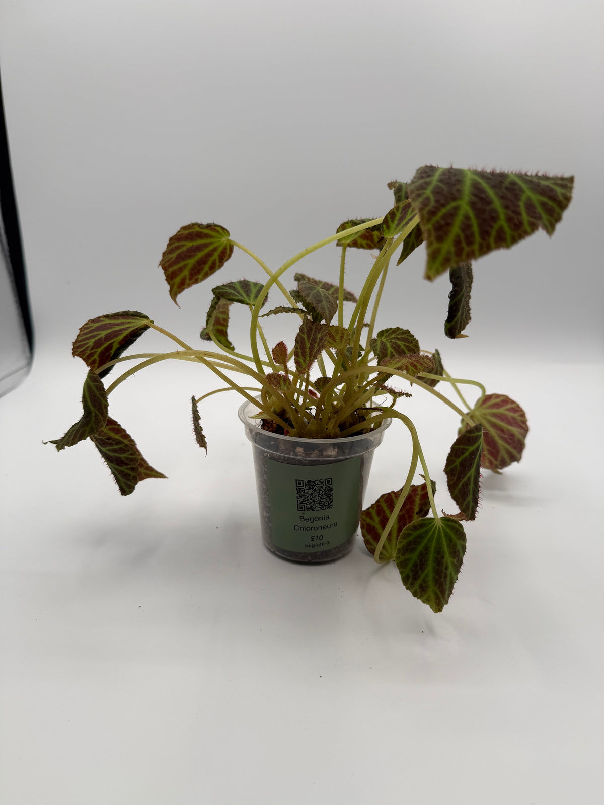 Begonia Chloroneura 3 inch pot, front view