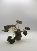 Begonia Chloroneura 3 inch pot, front view