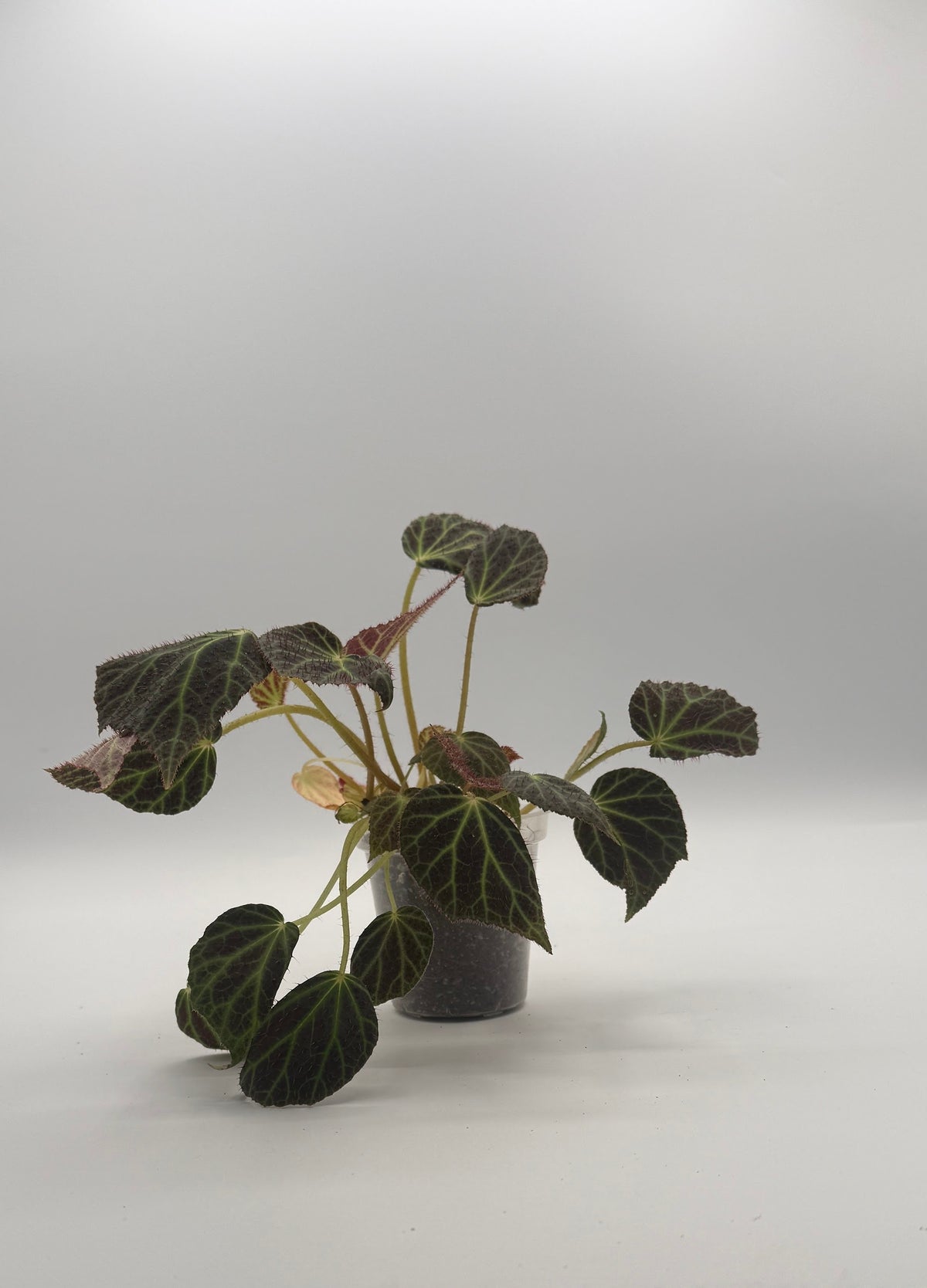 Begonia Chloroneura 3 inch pot, front view