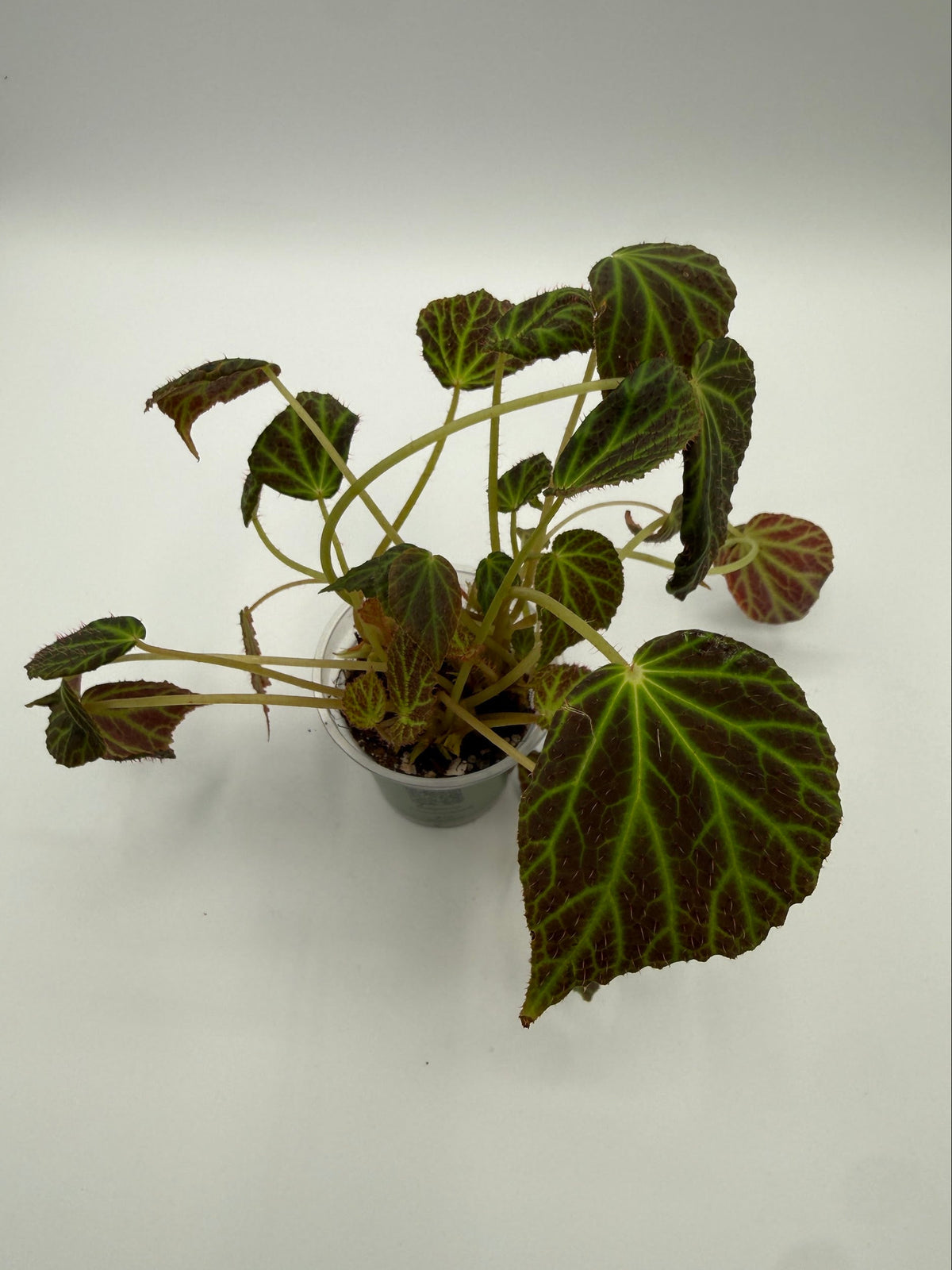 Begonia Chloroneura 3 inch pot, top view
