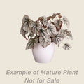 Begonia Looking Glass - mature plant