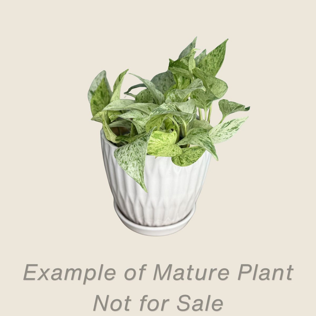 Pothos Blizzard - mature plant