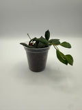 Hoya Burtoniae 3 inch pot, front view