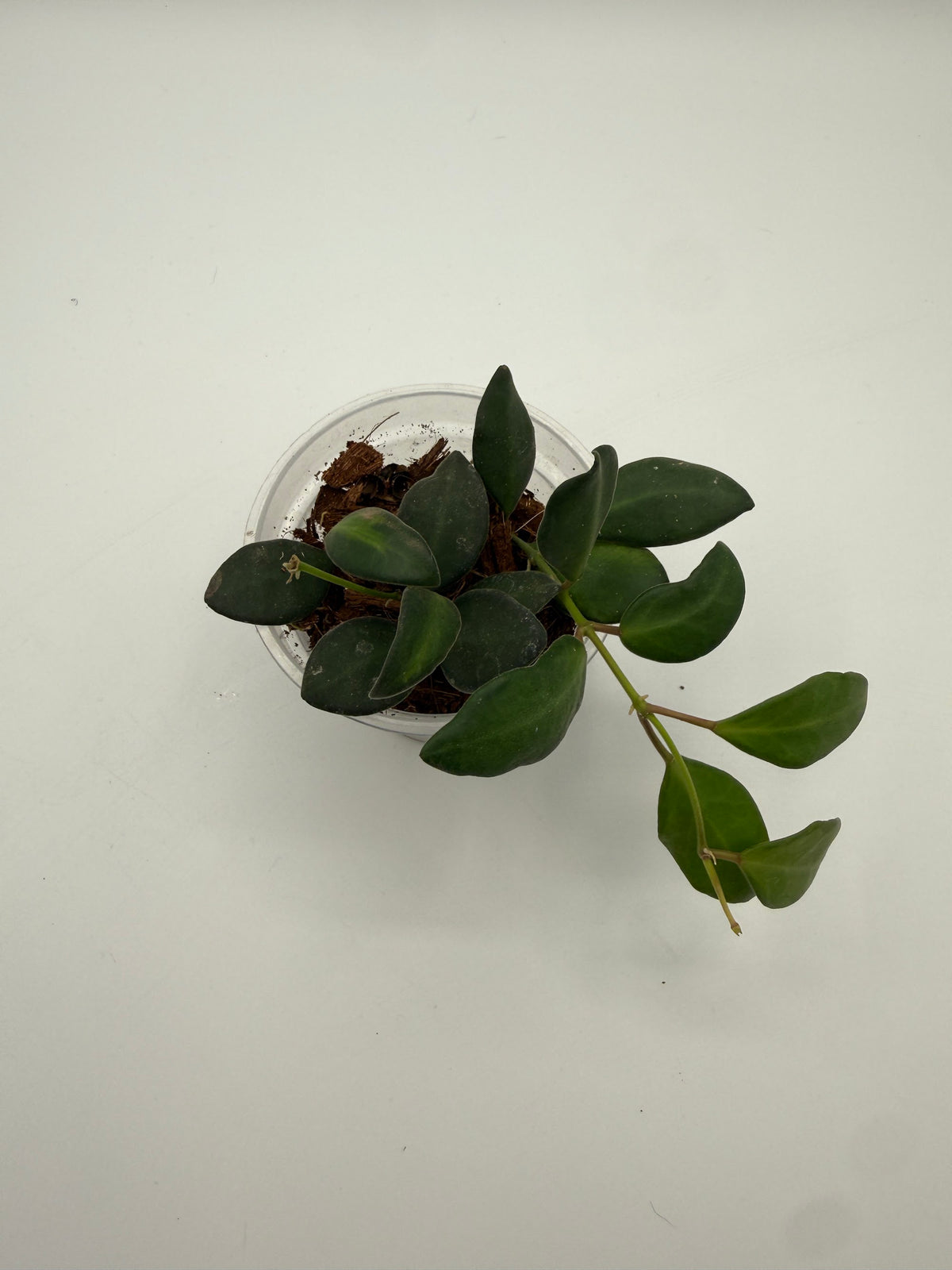 Hoya Burtoniae 3 inch pot, top view
