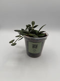 Hoya Rosita 4 inch pot, front view
