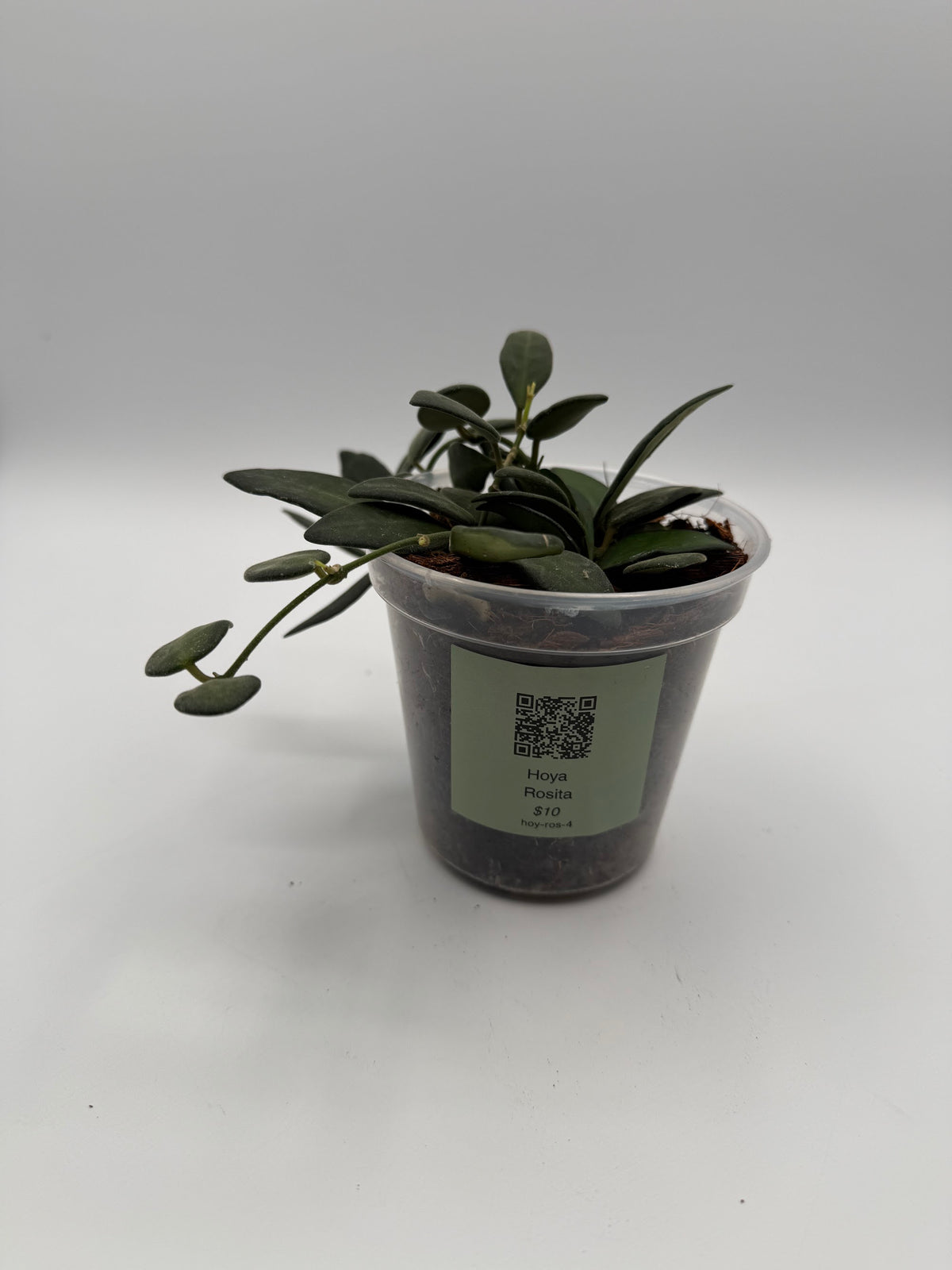 Hoya Rosita 4 inch pot, front view