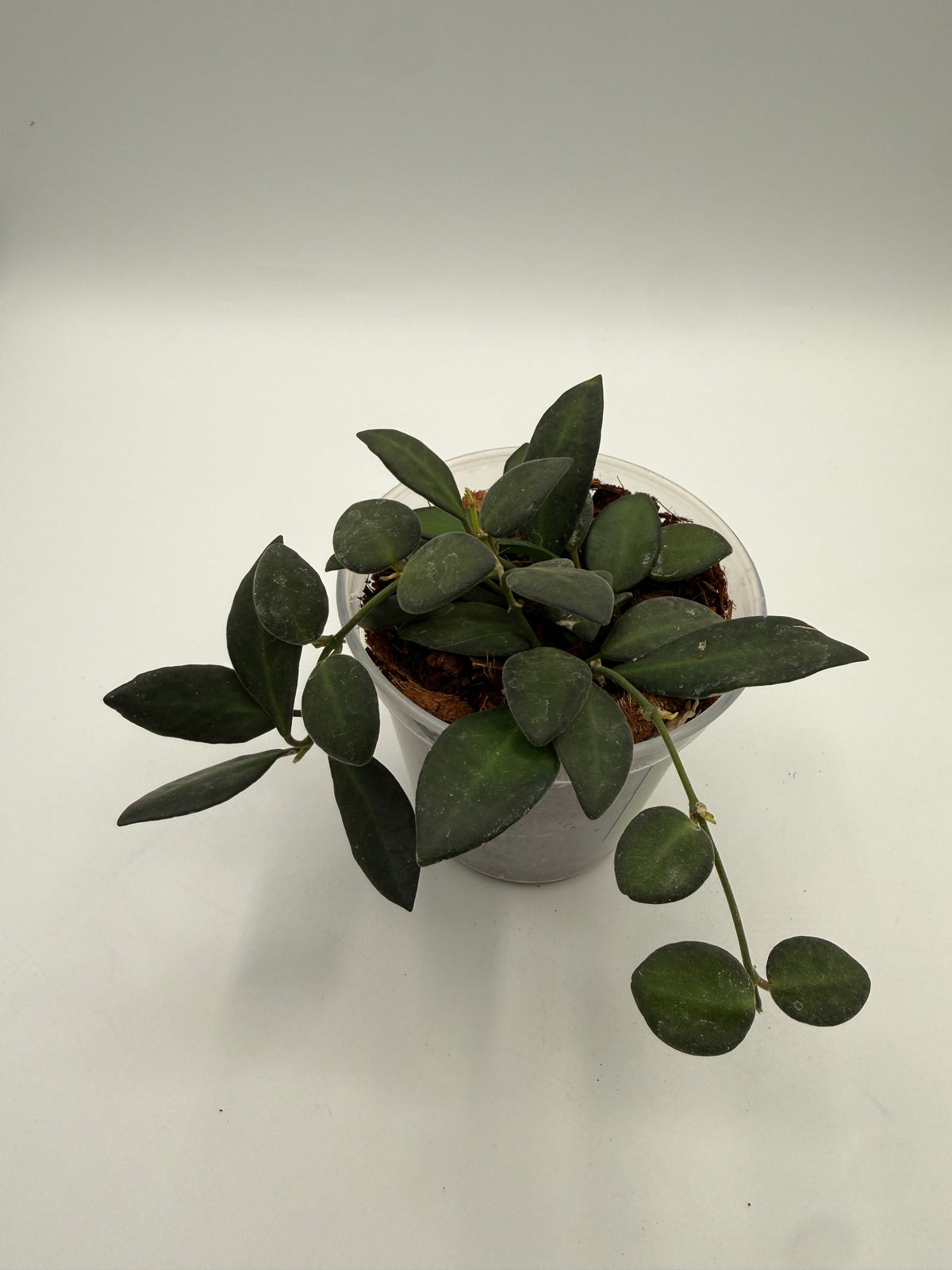 Hoya Rosita 4 inch pot, top view