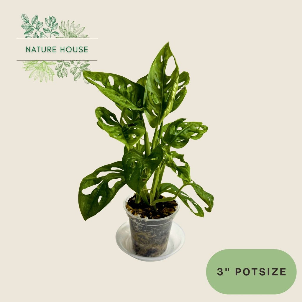 Monstera Adansonii - 3 inch pot - front view