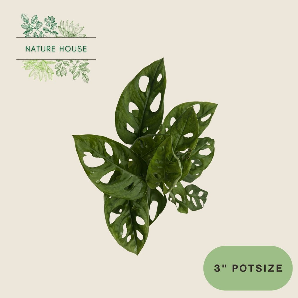 Monstera Adansonii - 3 inch pot - top view