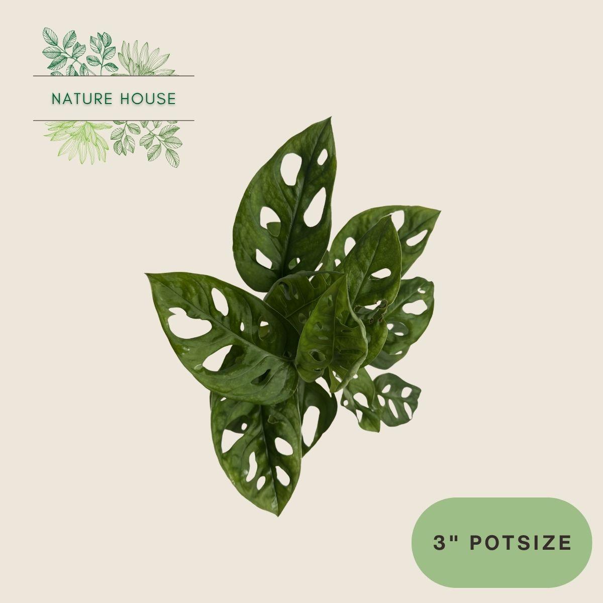 Monstera Adansonii - 3 inch pot - top view