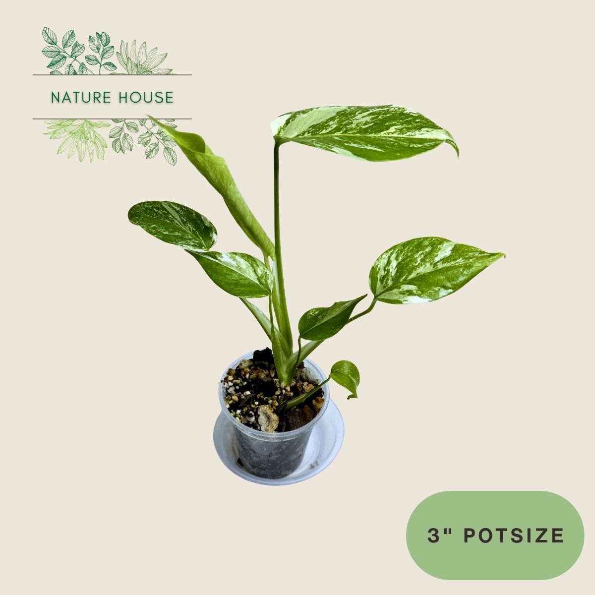 Monstera Deliciosa Albo - 3 inch pot - front view