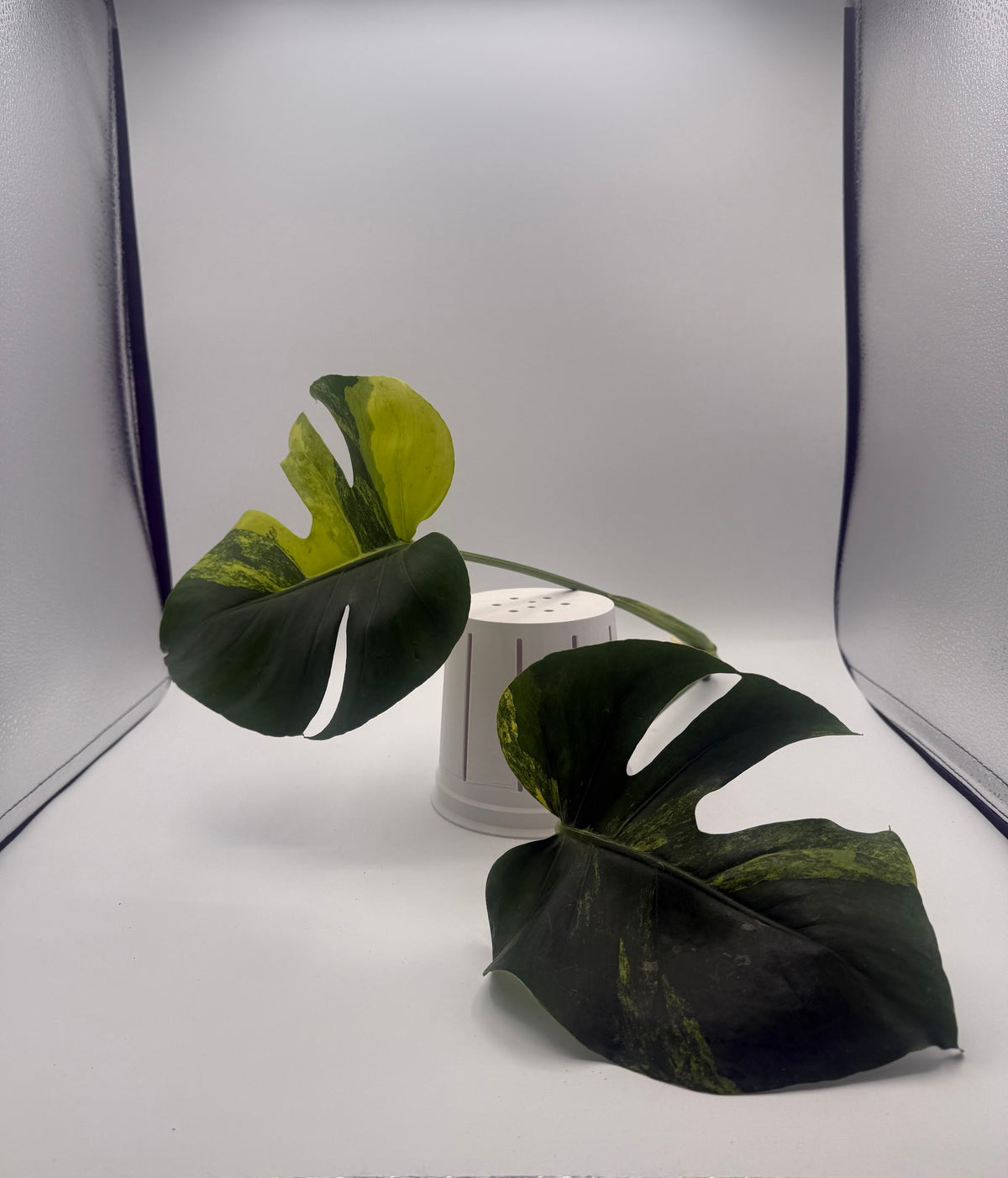 Monstera deliciosa Aurea 2-leaf top cutting, rooted, front view