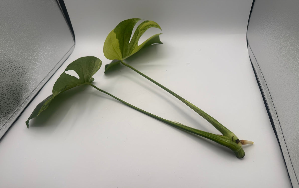 Monstera deliciosa Aurea 2-leaf top cutting, rooted, leaves, side view