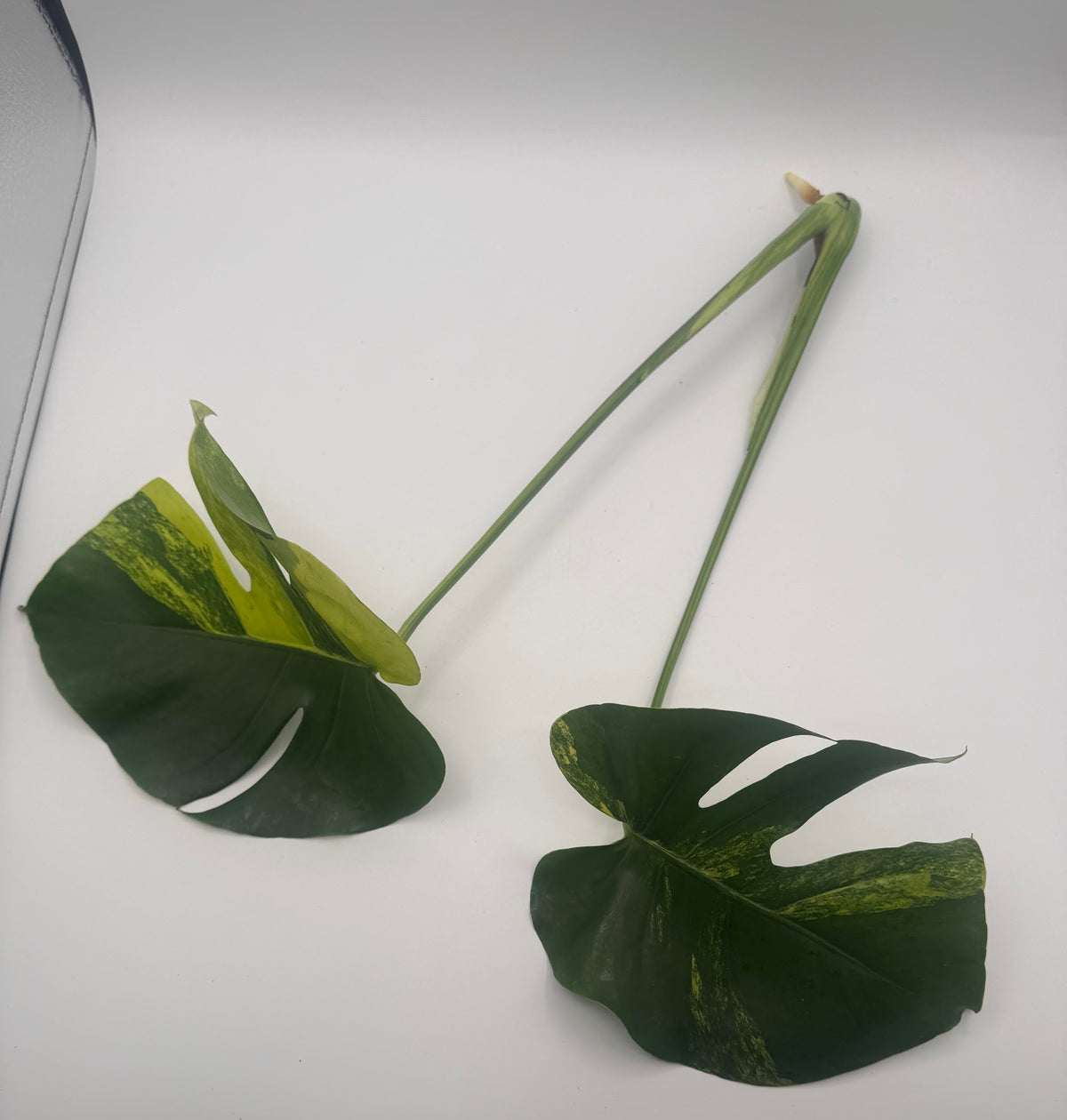 Monstera deliciosa Aurea 2-leaf top cutting, rooted, leaves