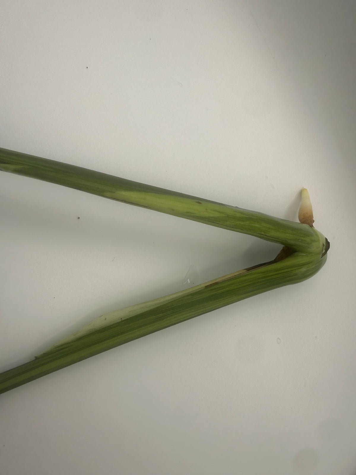 Monstera deliciosa Aurea 2-leaf top cutting, rooted, stem and node