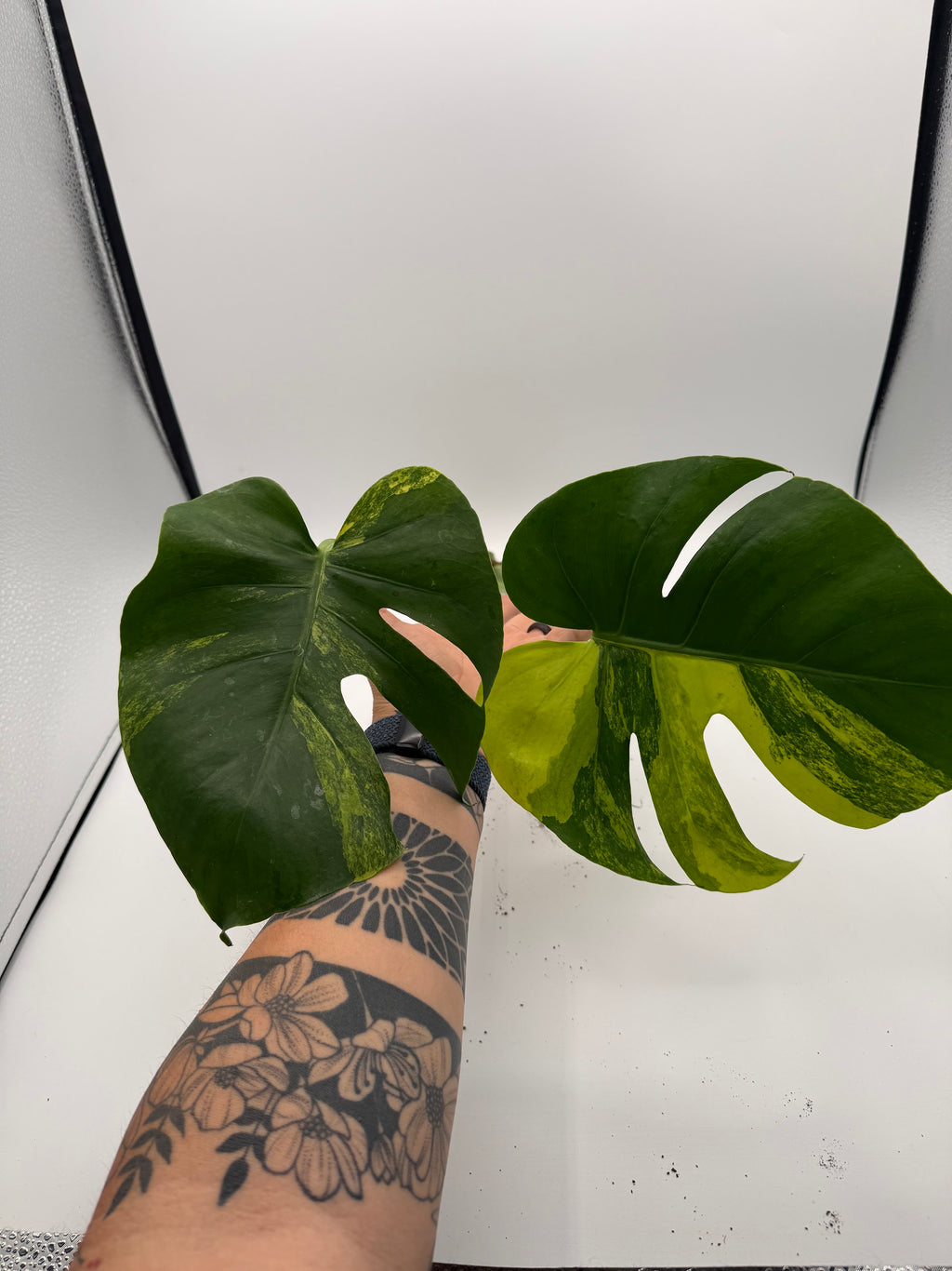 Monstera deliciosa Aurea 2-leaf top cutting, leaves flat