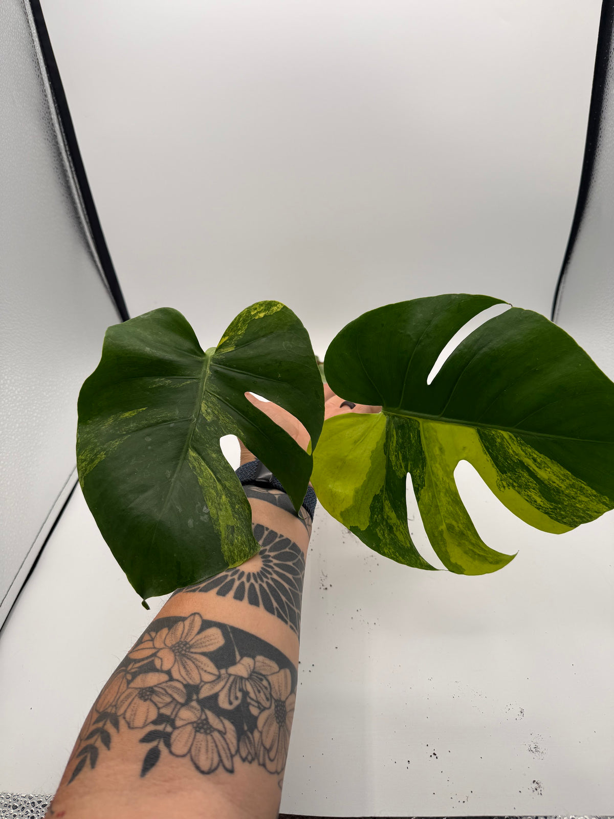 Monstera deliciosa Aurea 2-leaf top cutting, leaves flat