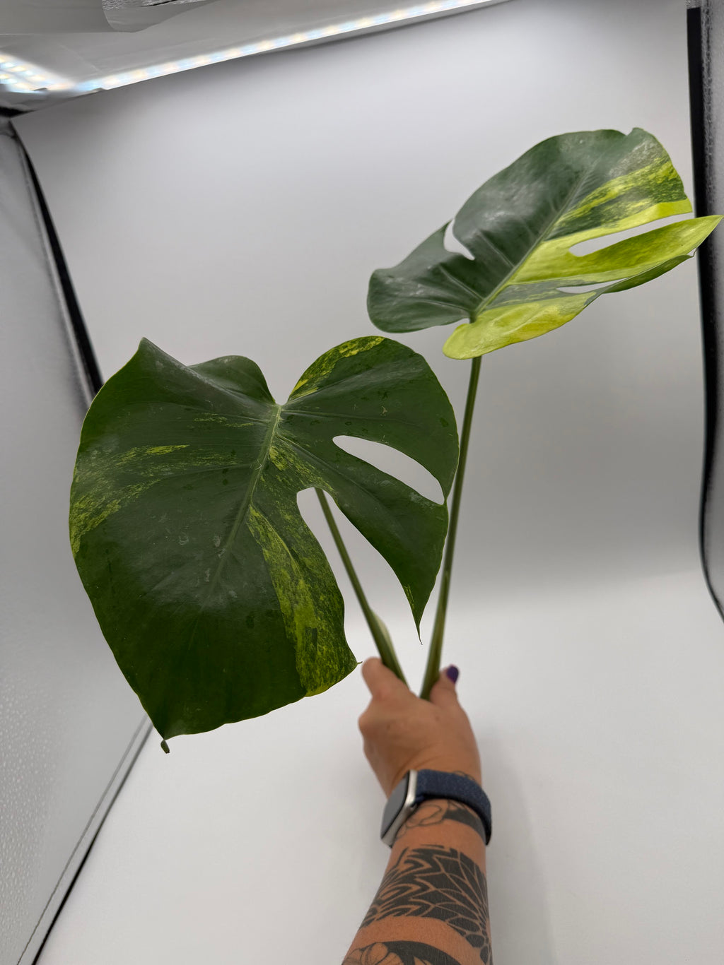 Monstera deliciosa Aurea 2-leaf top cutting, full cutting with both stems