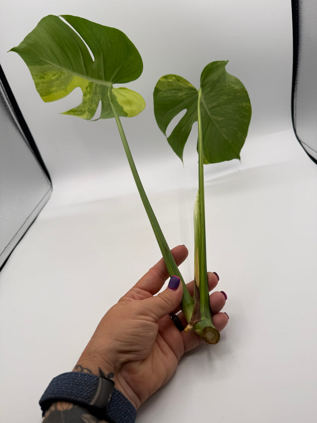 Monstera deliciosa Aurea 2-leaf top cutting, stems and node close-up