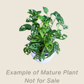 Monstera Adansonii - mature plant