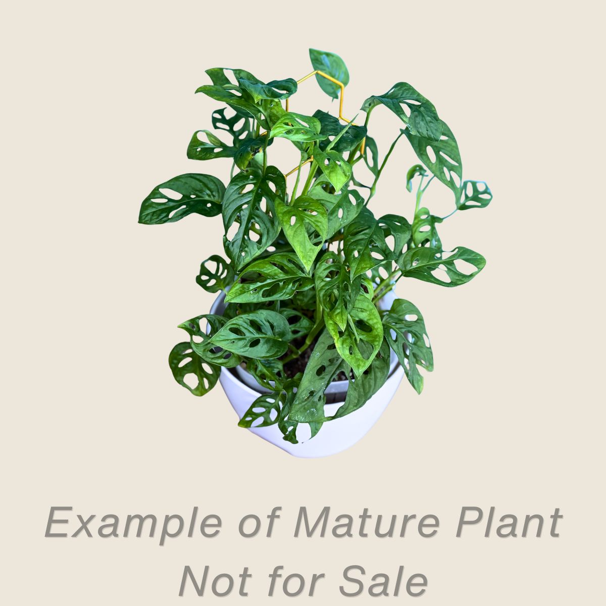 Monstera Adansonii - mature plant
